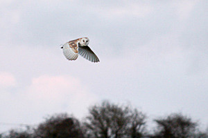 IMG_3720-2 - Joel, this is my edit - Joel Southgate Card Images