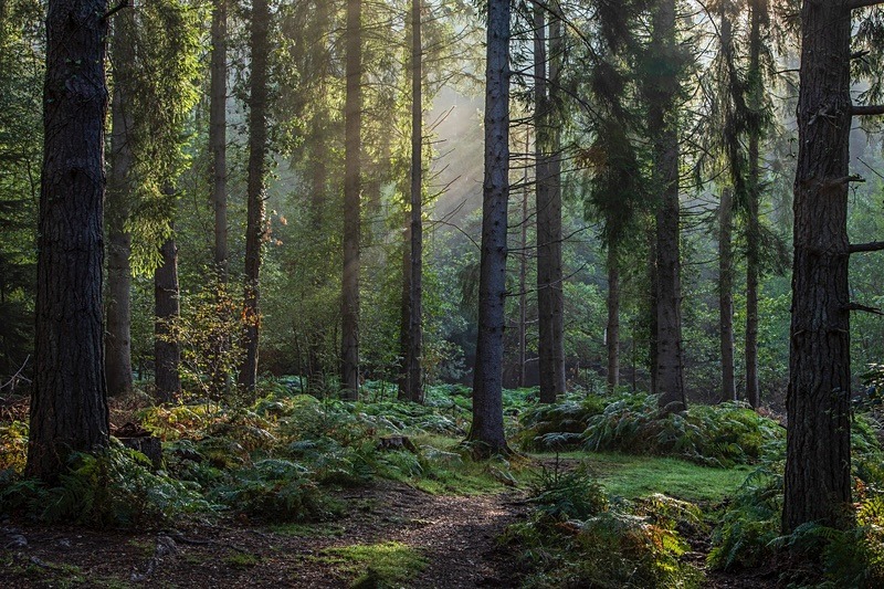 Early Autumn Sunrays - Autumn
