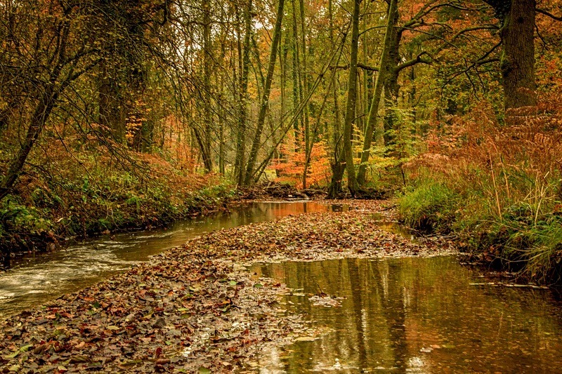 Autumn Reflections - Autumn
