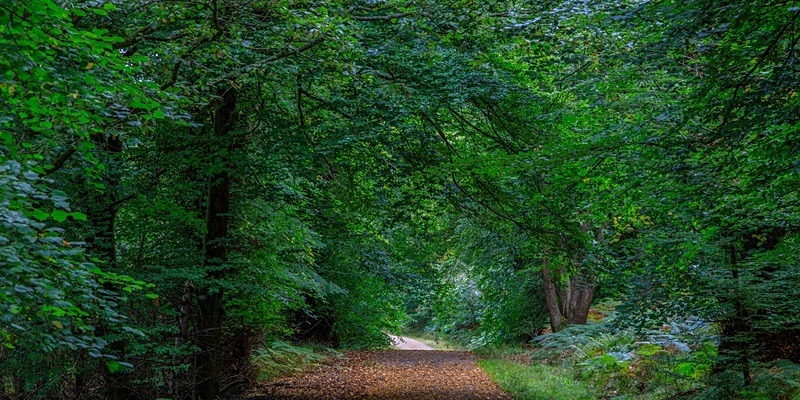 Early Autumn Walk - Panoramic Canvas