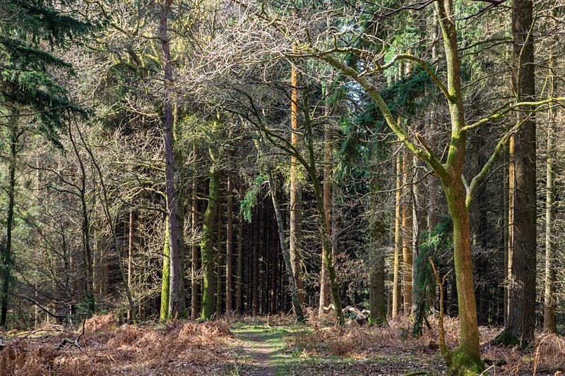 Spring Woodland Walk No.2 - Spring