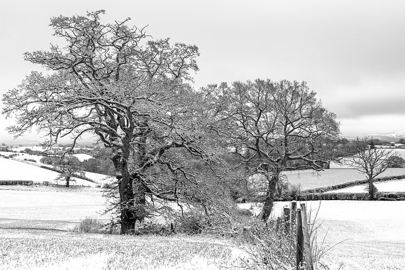 Snowy Oaks in Monochrome - Mainly Black & White