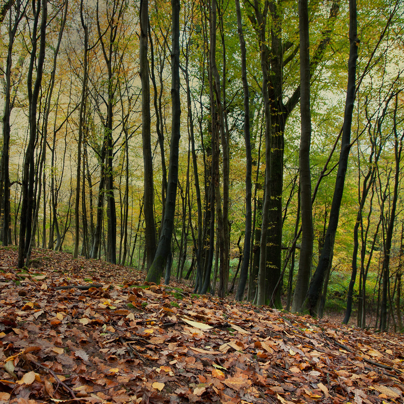 Autumn Textures - Square Canvas