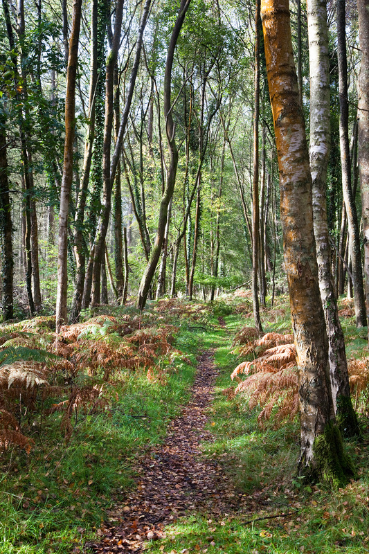 Autumn Birch - Autumn