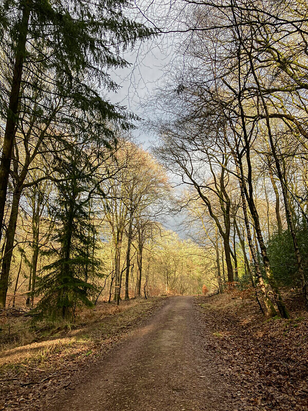 A winters walk - Winter