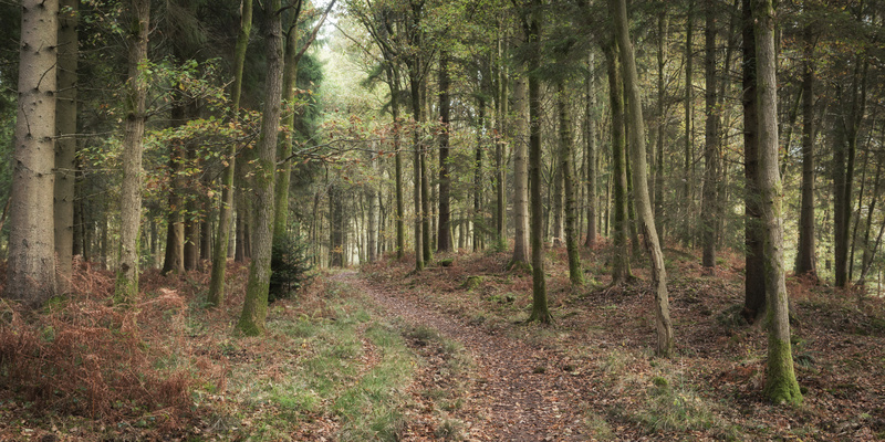 Oakenhill Woods - Panoramic Canvas