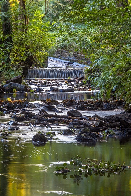 Reflections in the Brook - Autumn
