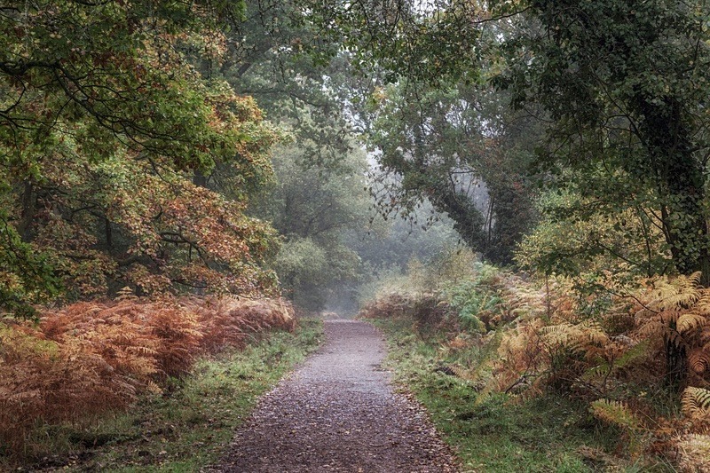 Misty Autumn Morning Walk - Autumn