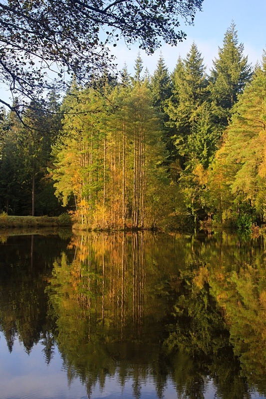 Autumn Reflected - Autumn