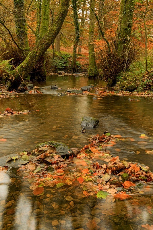 Autumn Reflections - Autumn