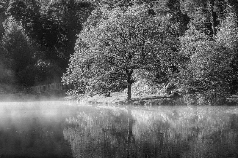 Misty Mallards Pike - Mainly Black & White