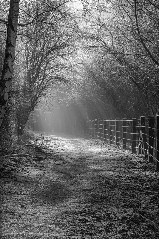 Down the Sunlit Path - Mainly Black & White