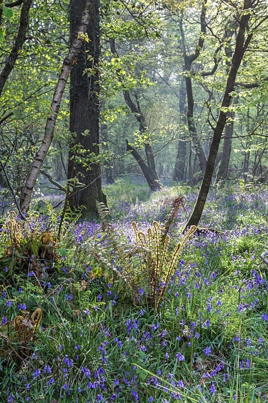 Spring Glade - Most Popular Images