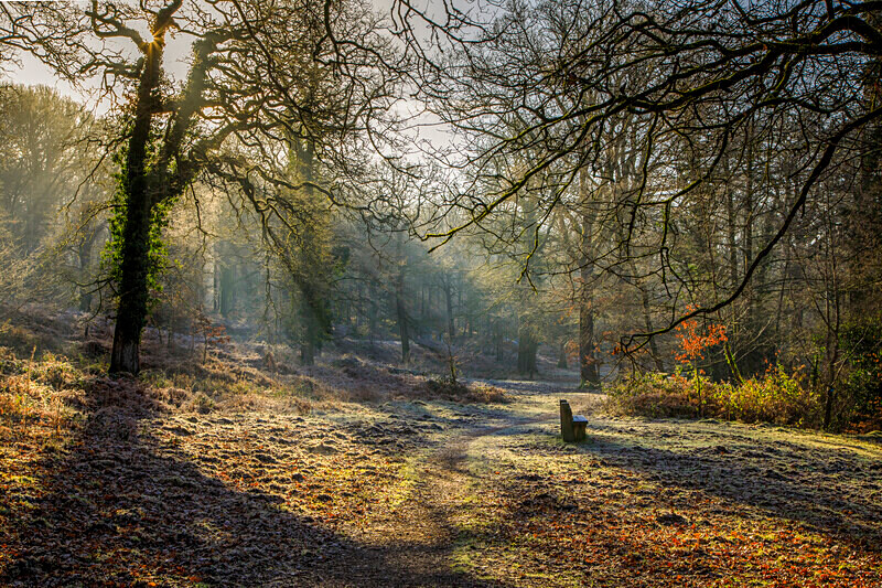 A Winters Walk - Winter