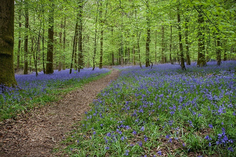 Bluebell Path - Spring