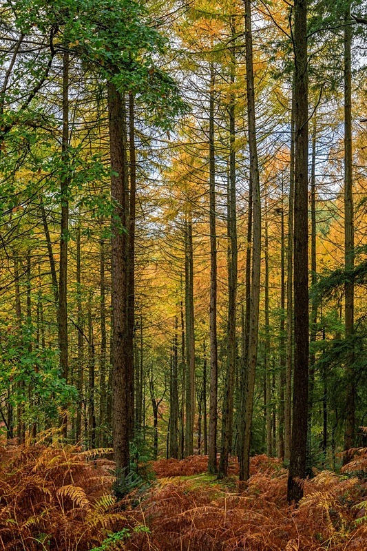 Autumn Colours - Autumn