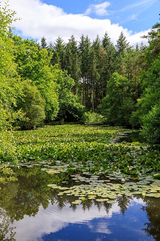 Water Lilies - Summer