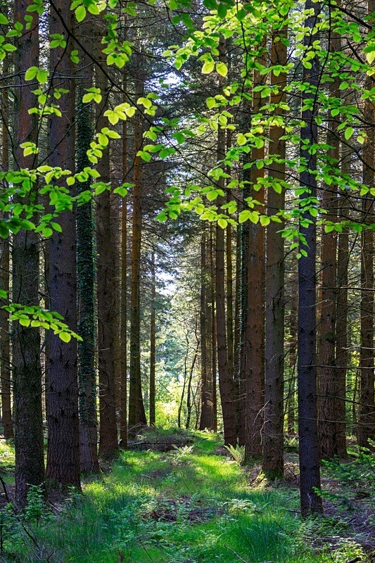 Mosley Green No 4 - Spring