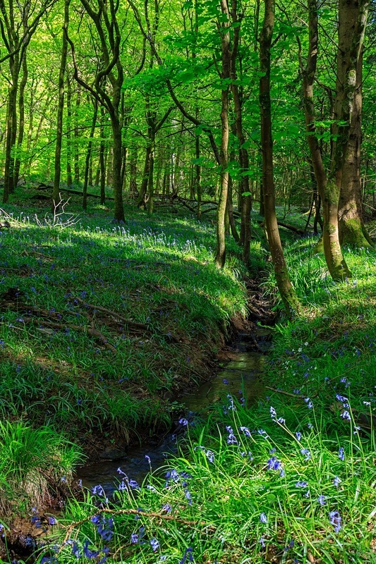 Bluebells by the Stream - Spring