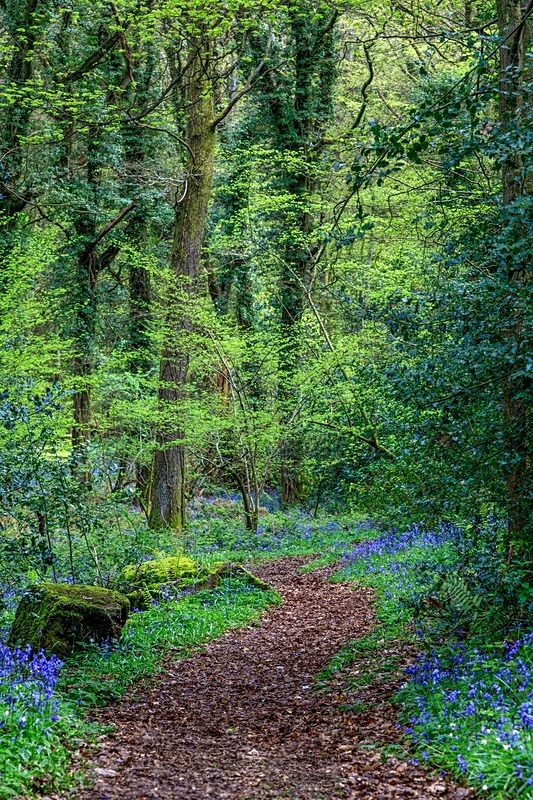 Bluebells in Codora Woods - Spring