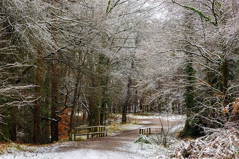 A Winter Walk - Winter
