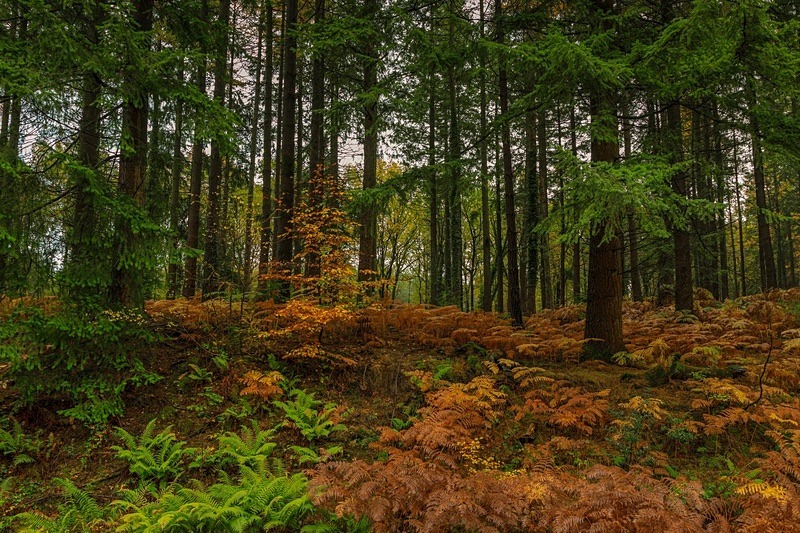 Yorkley Woodland 2 - Autumn