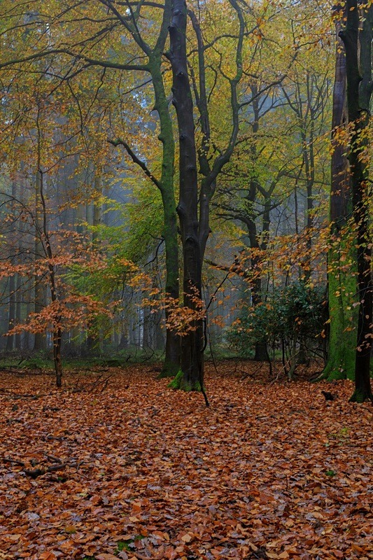 Misty Autumn Woodland No. 5 - Autumn
