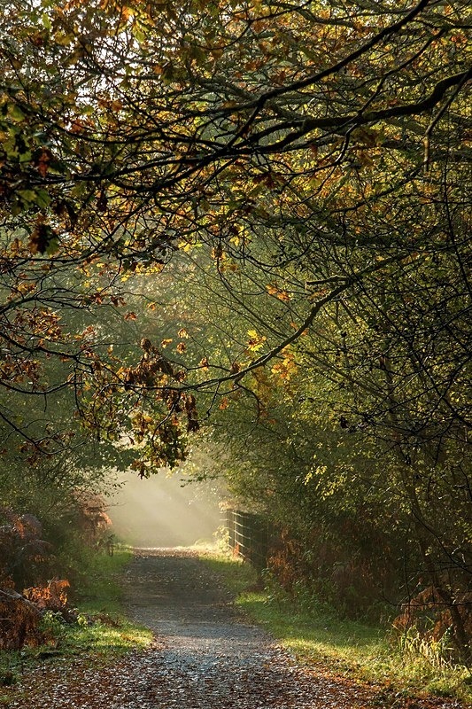 Late Autumn Sunbeams - Autumn