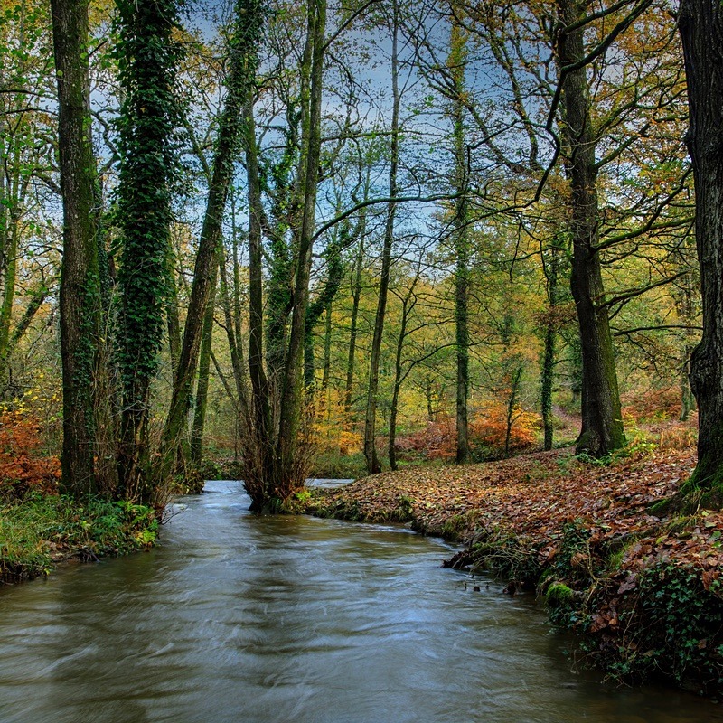 Along the Brook - Square Canvas