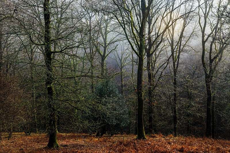 Ten Acre Woods No 2 - Winter