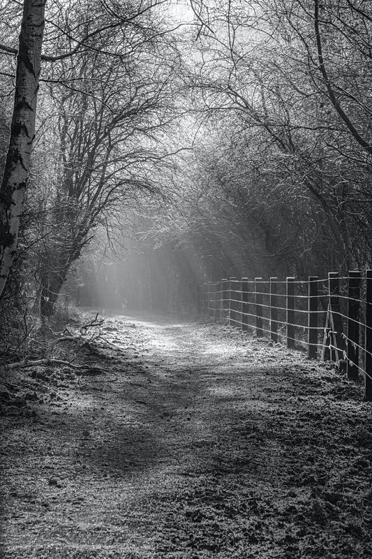 Down the Sunlit Path - Most Popular Images
