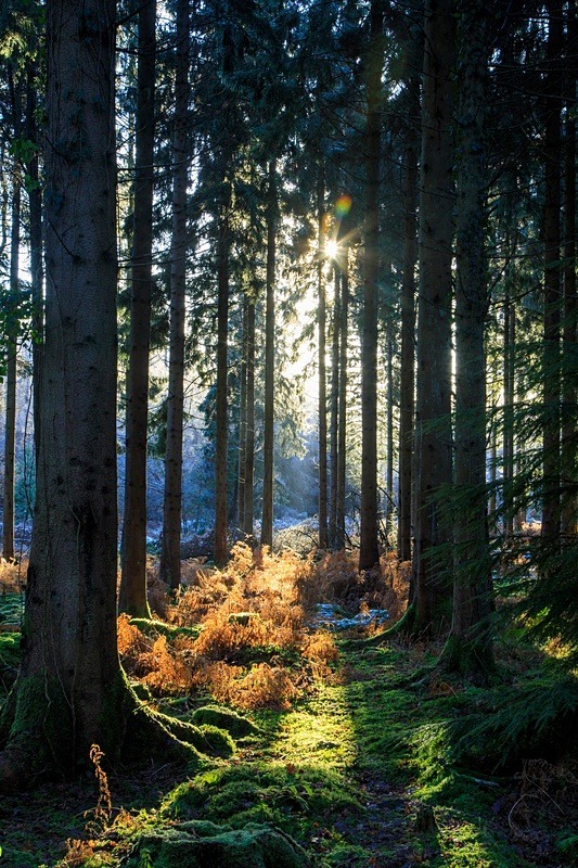Spruce Ride Sunrise - Winter