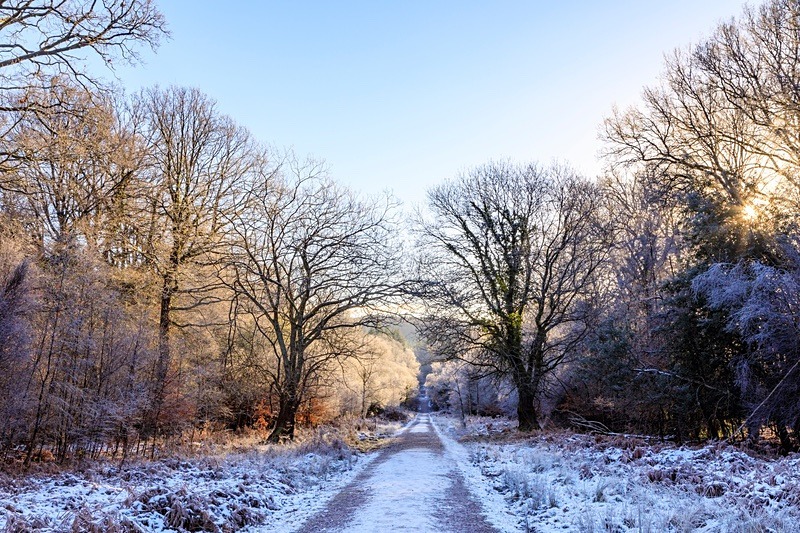 Winter Forest Walk - Winter