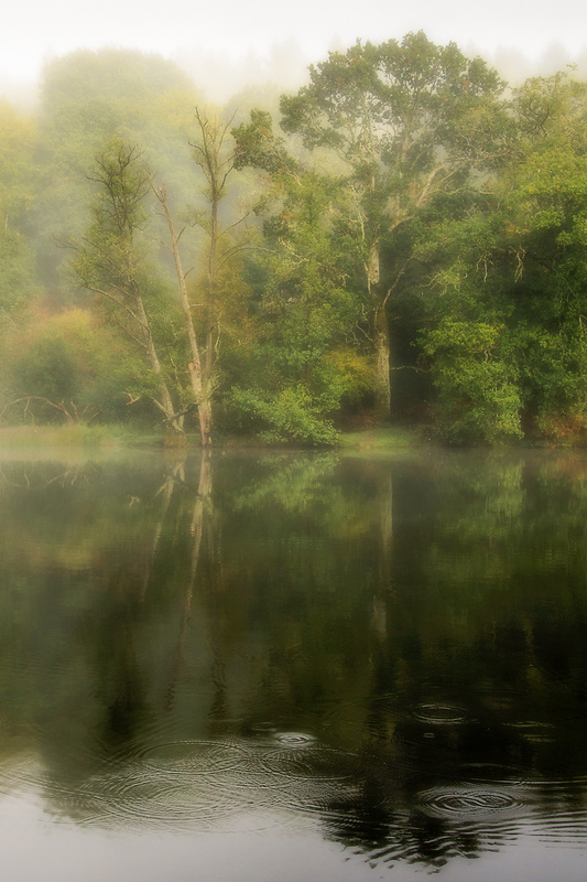 Autumn Mist - Autumn