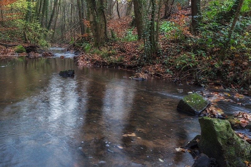 Autumn along the Brook - 6 - Autumn
