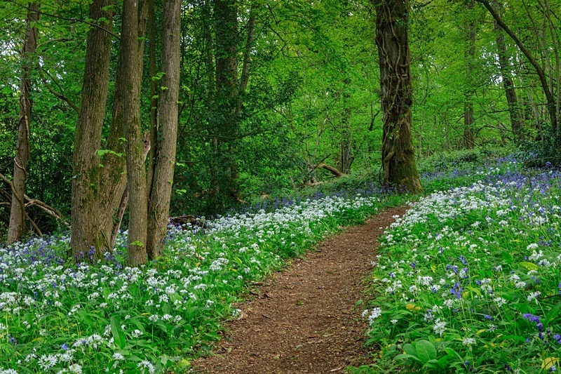 Cadora Woods - Spring