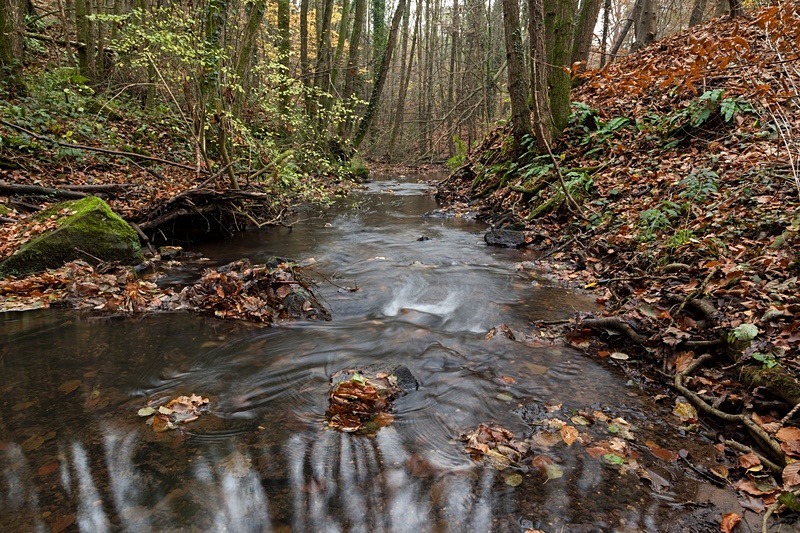 Autumn along the Brook - 5 - Autumn