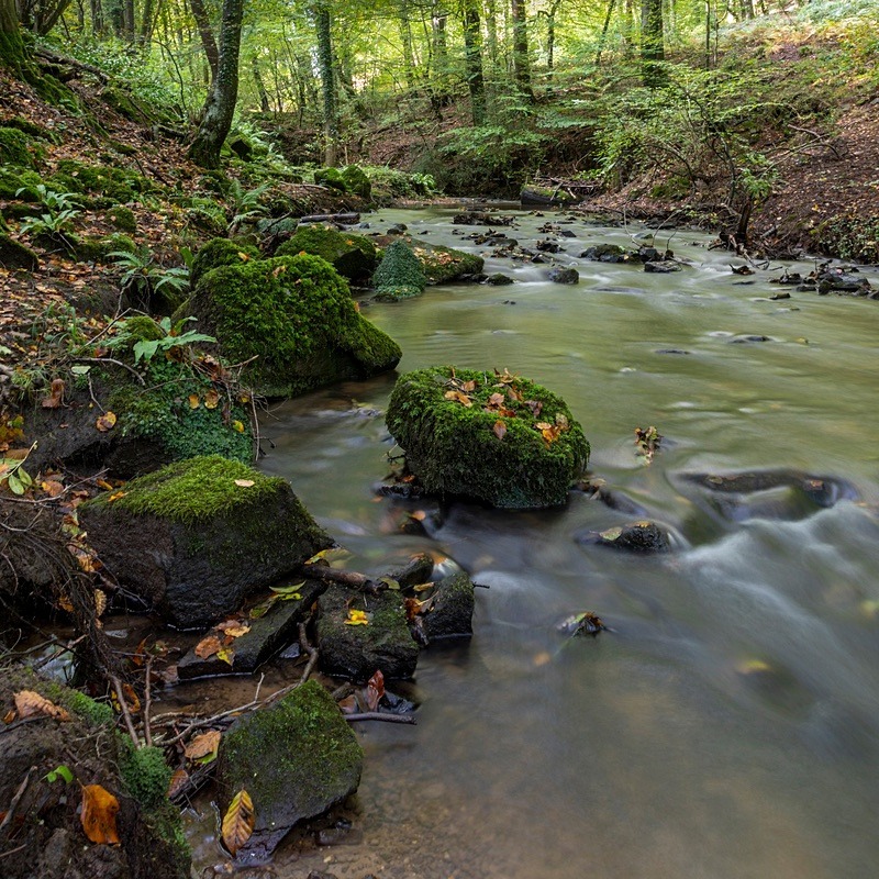 Autumn by the Brook - Square Canvas