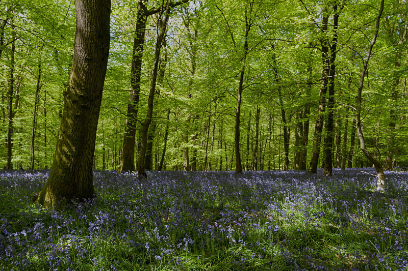 Bluebell Glade 2 - Spring