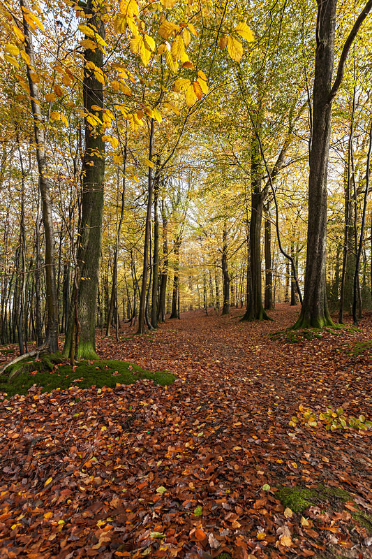Woodland Footpath - Autumn