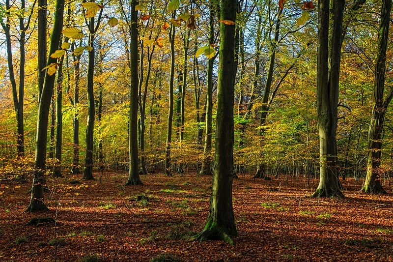 Autumn Beech in Abbots Wood - Autumn