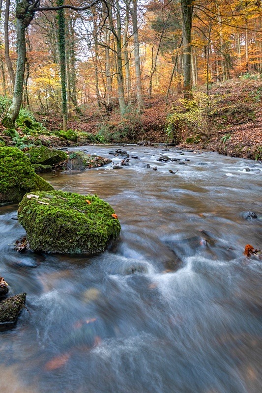 Late Autumn Brook - Autumn