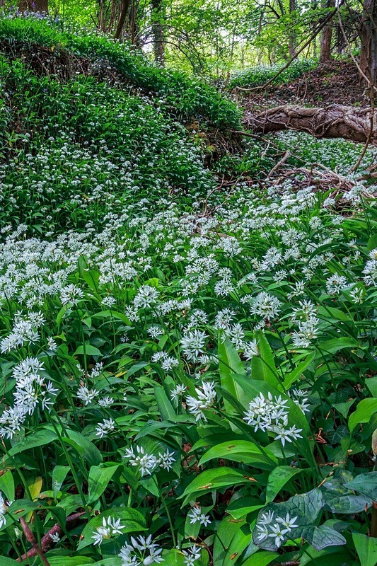 Wild Garlic - Spring
