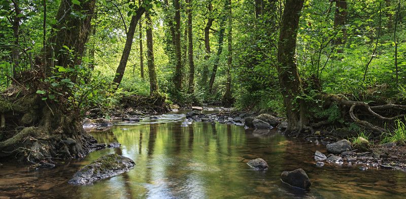 Summer Stream - Panoramic Canvas