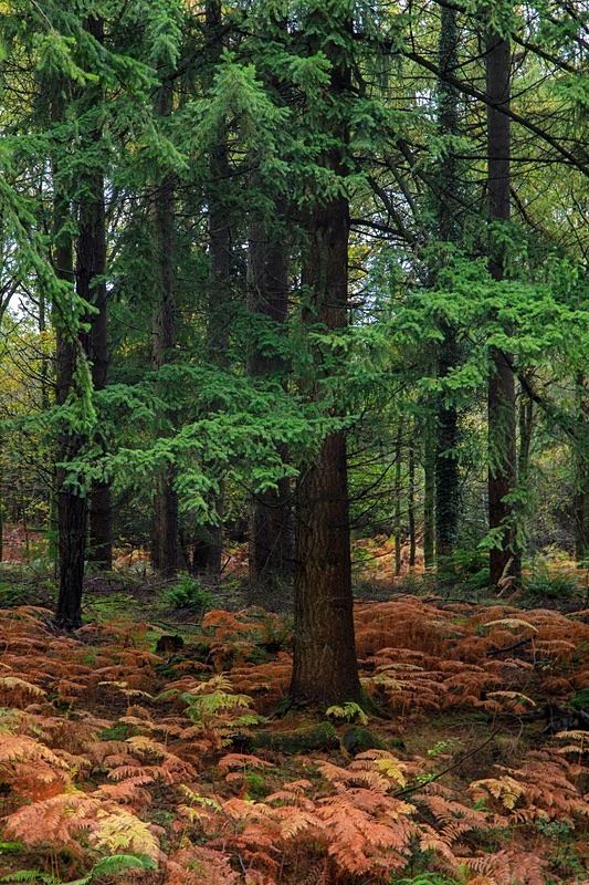 Yorkley Woodland 1 - Autumn