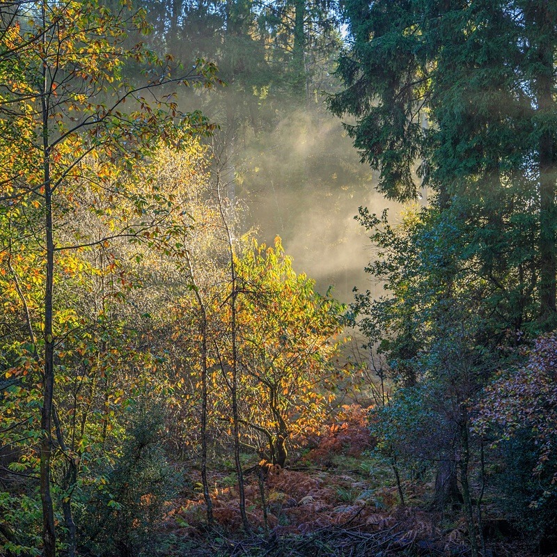 Misty Autumn Woodland - Square Canvas