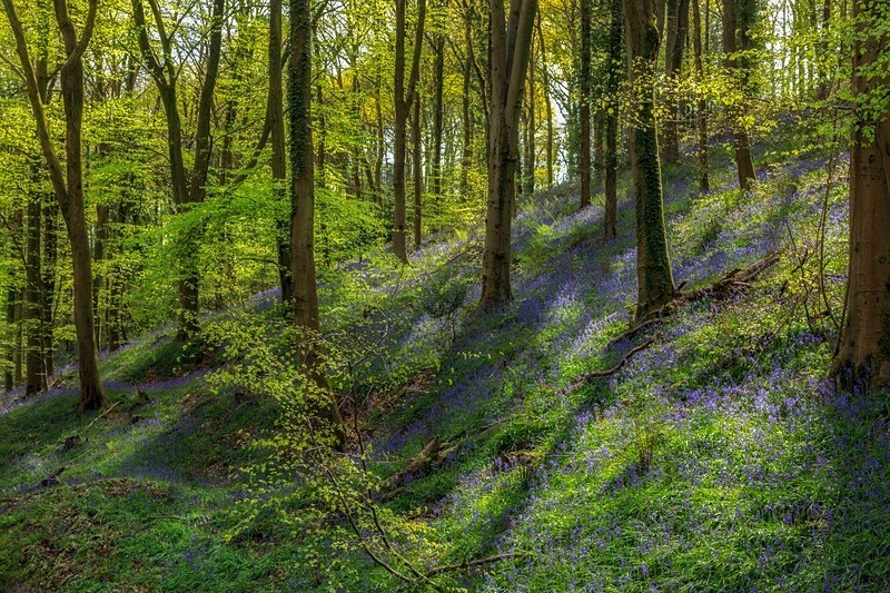 Bluebells in  Ten Acre Woods - Spring