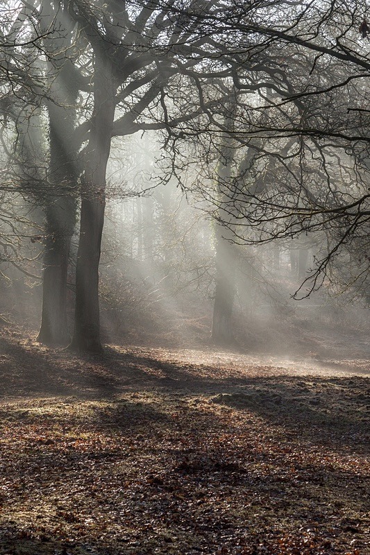 Winter at Wenchford - Winter