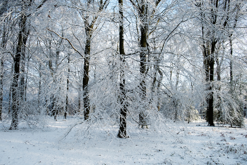 Winter Wonderland - Winter