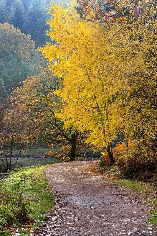 Late Autumn Colours No.1 - Autumn